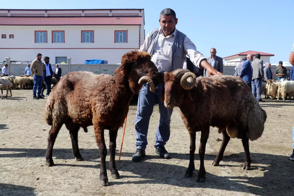 Aylardır özenle bakılan kurbanlıklar pazara indi