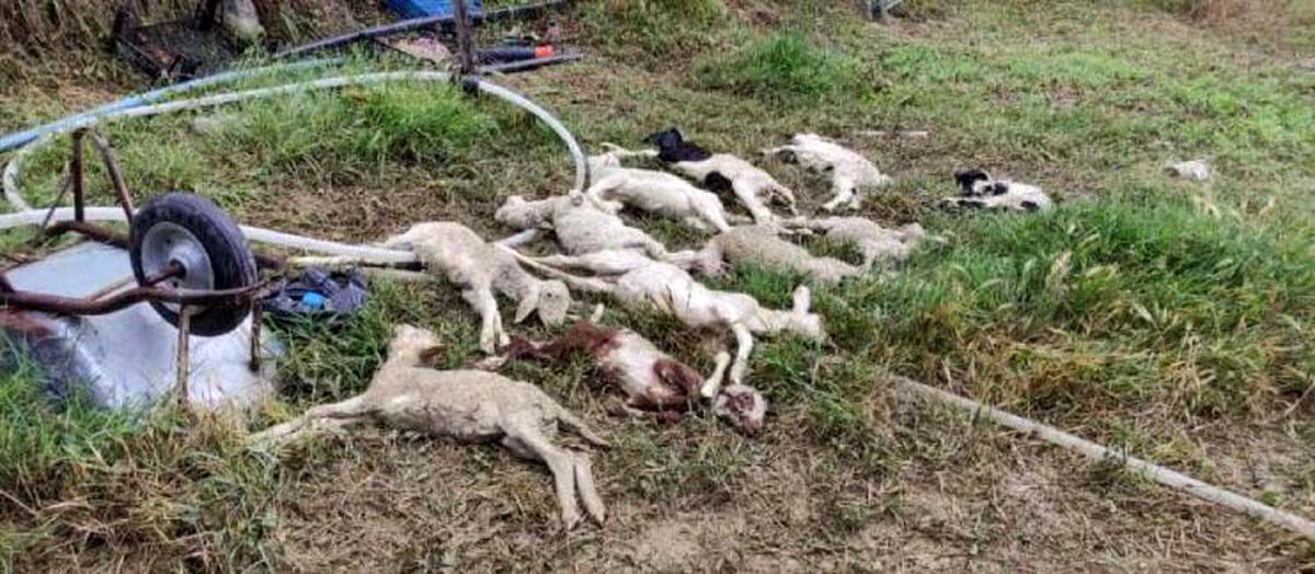 Ankara Haymana'da sel meydana geldi, hayvanlar telef oldu