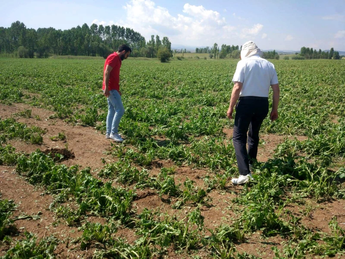 Çavdarhisar\'da doludan zarar gören ekili alanlarda hasar tespit çalışmaları