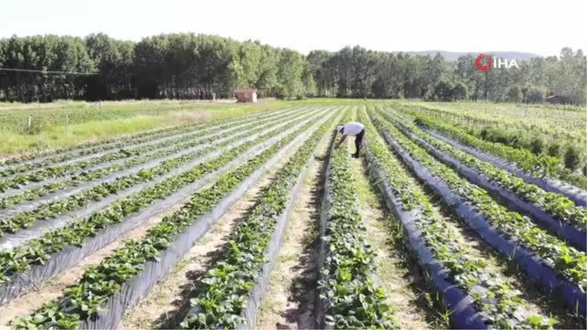 Çilek tarlasında "Kendin topla, kendin tart ücretini kovaya bırak"