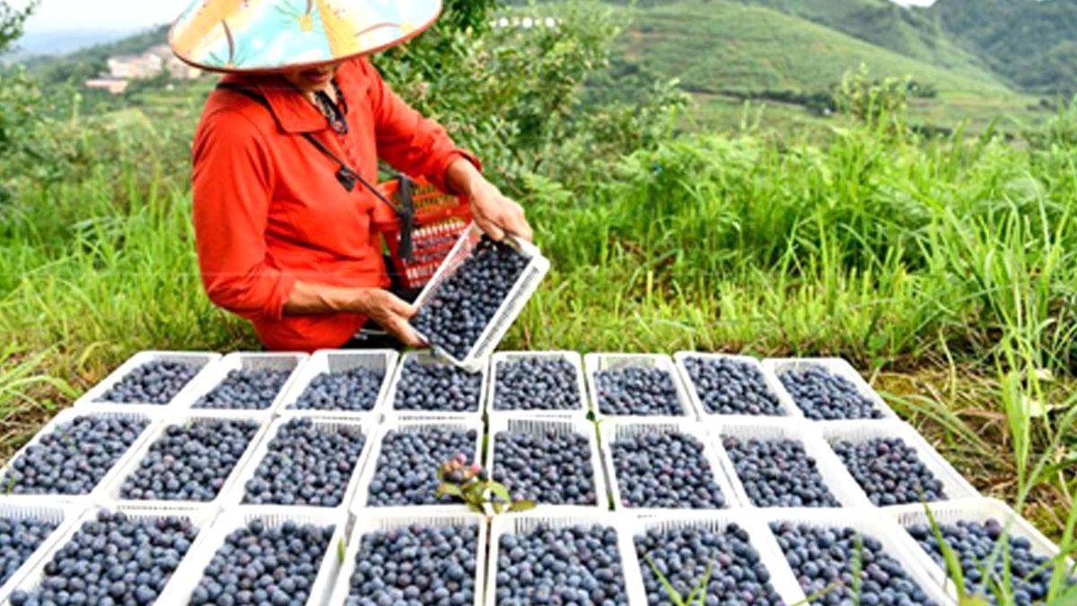 Çin\'in Guizhou Eyaletinde Yaban Mersini Hasadı