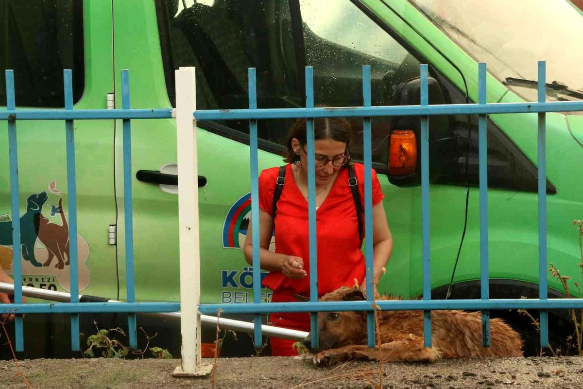 Derede mahsur kalan köpek, ekipleri peşinden koşturdu