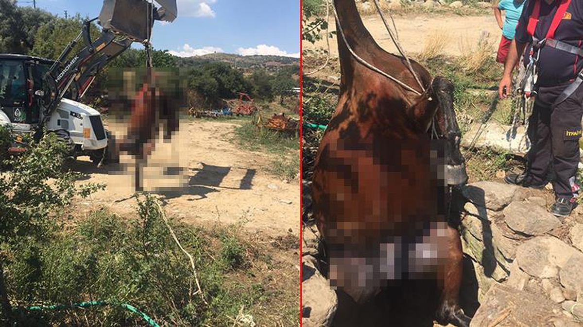 Aydın\'da domuz saldırısına uğrayan ve 15 metrelik çukura düşen at hayatını kaybetti