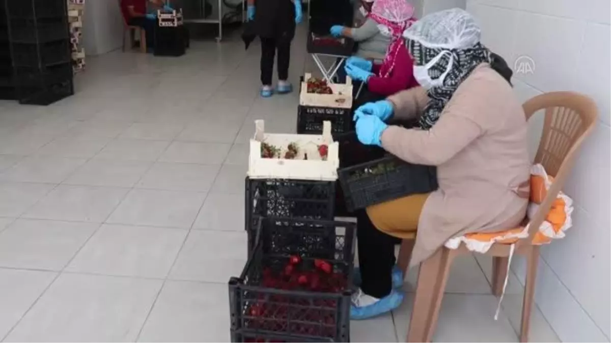 Eski cezaevi binası meyve işleme fabrikası olarak üretime başladı