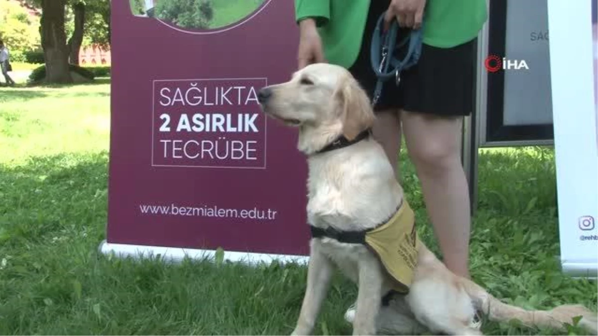 Görme engellilerin yol arkadaşı "rehber köpekler"