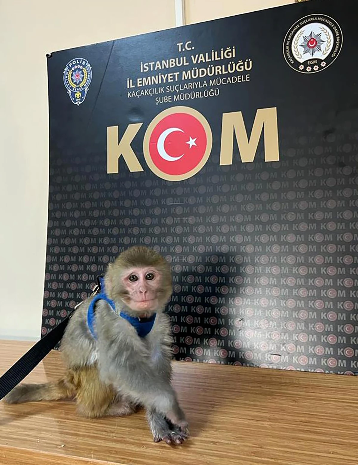 Son dakika haber | İstanbul merkezli 14 ilde tropik hayvan kaçakçılarına operasyon: 62 gözaltı