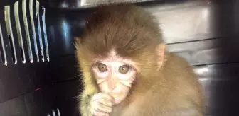 Son dakika haberi | Kaçak hayvan operasyonunda 2 veteriner hekim gözaltında