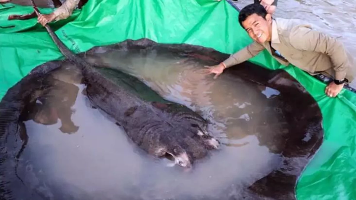 4 metre uzunluğunda 300 kilogram ağırlığında tatlı su balığı ağa takıldı