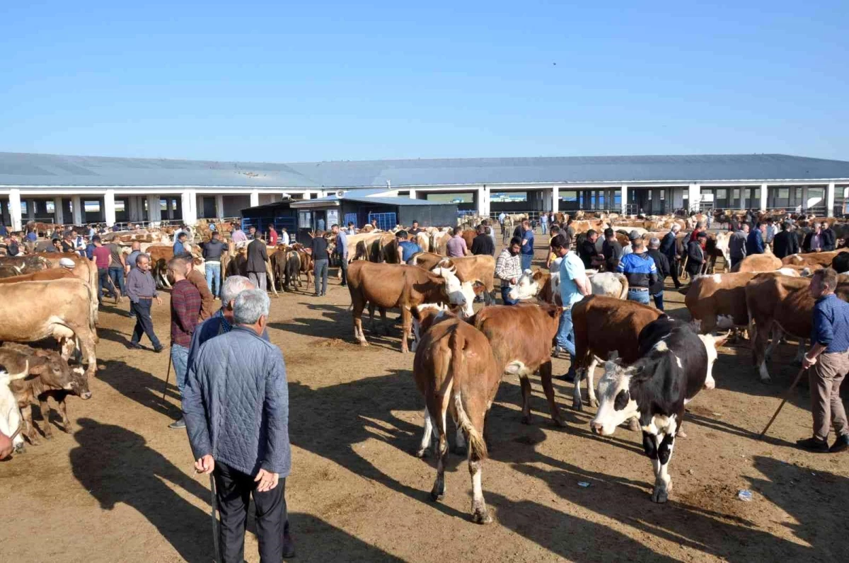 Kars\'ta kurbanlıklar satışa çıktı