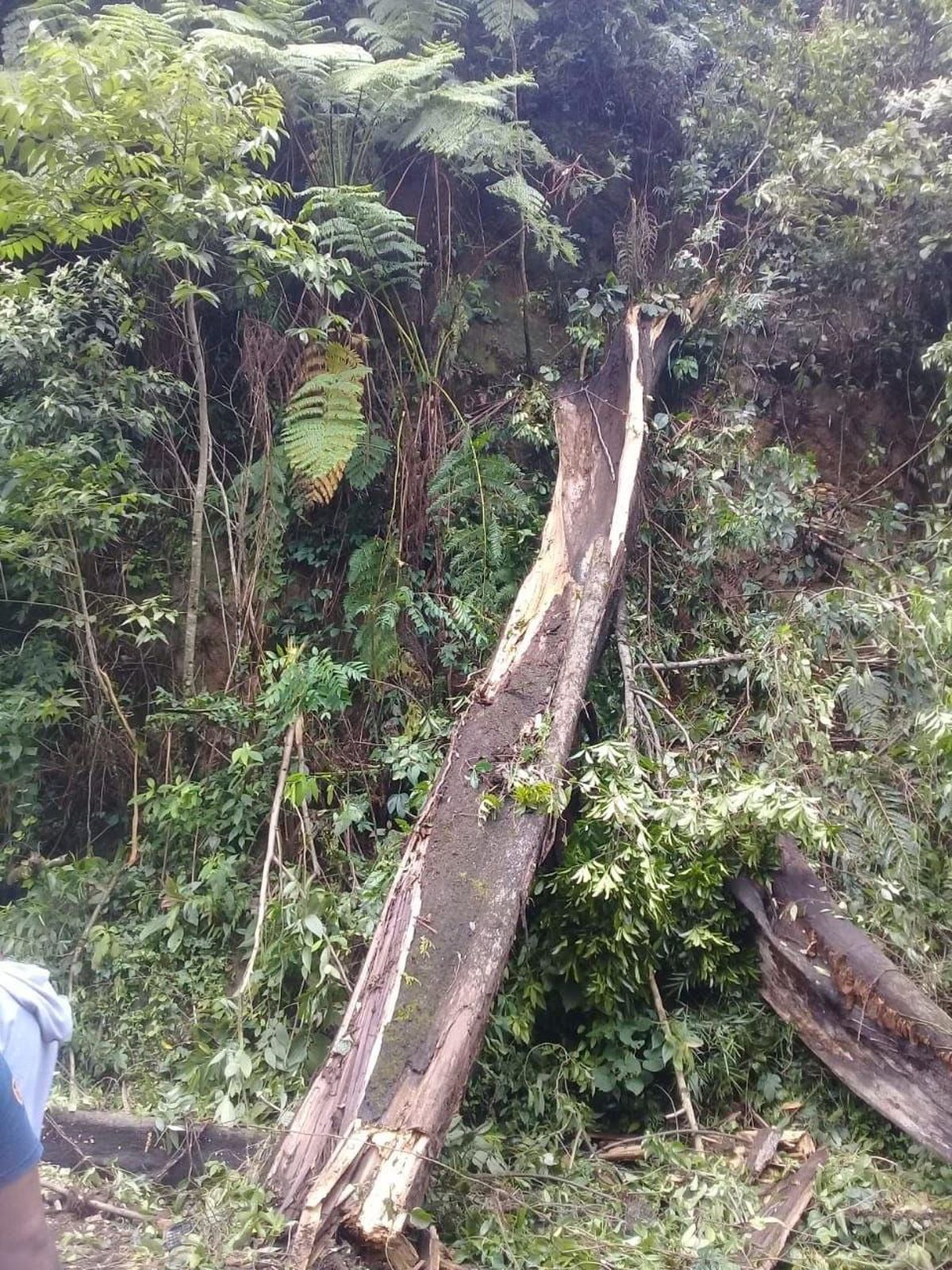 Son dakika haberleri! Meksika'da 25 metrelik ağaç devrildi: 3 ölü, 1 yaralı