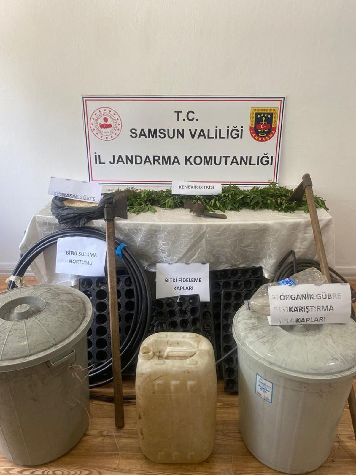 Samsun\'da orman arazisinde Hint keneviri yetiştiren şüpheli yakalandı