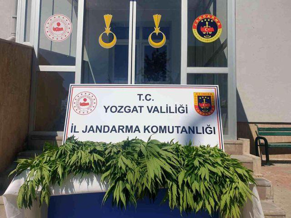Yozgat\'ta 249 kök Hint keneviri ele geçirildi