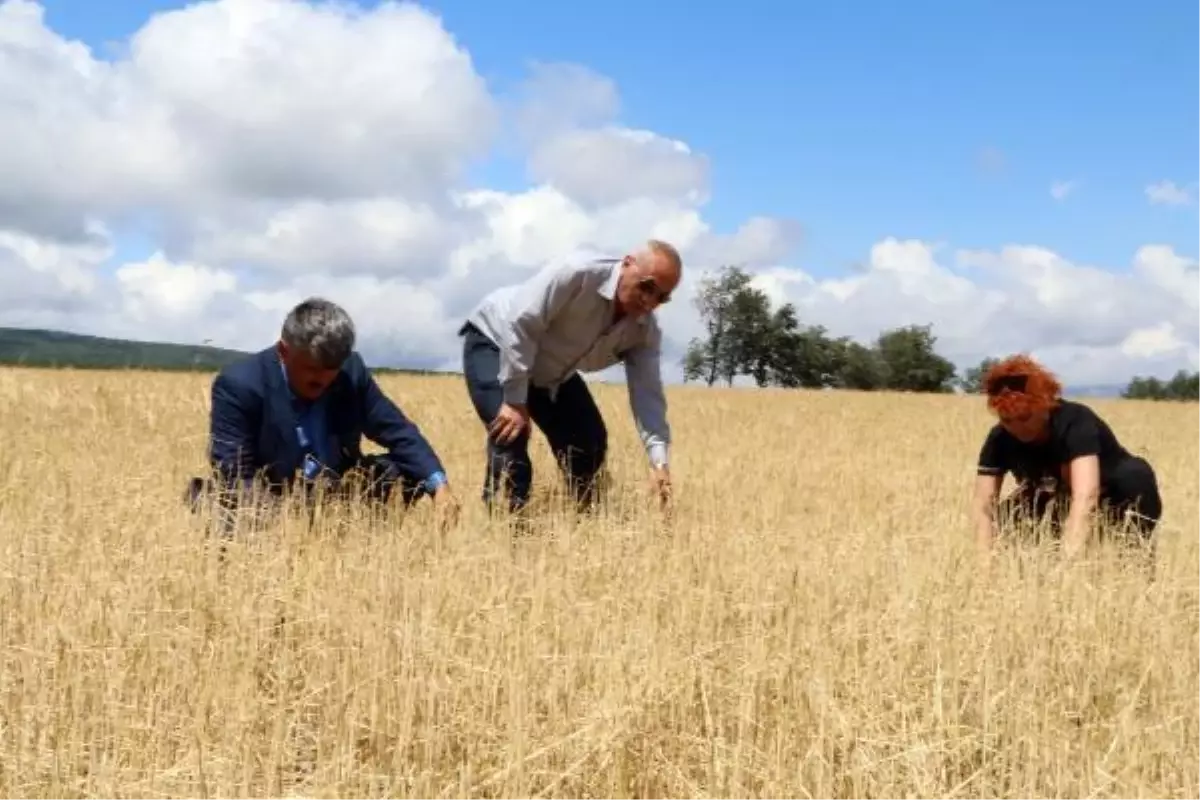15 dakika süren dolu, 500 dönüme ekilen arpayı yok etti