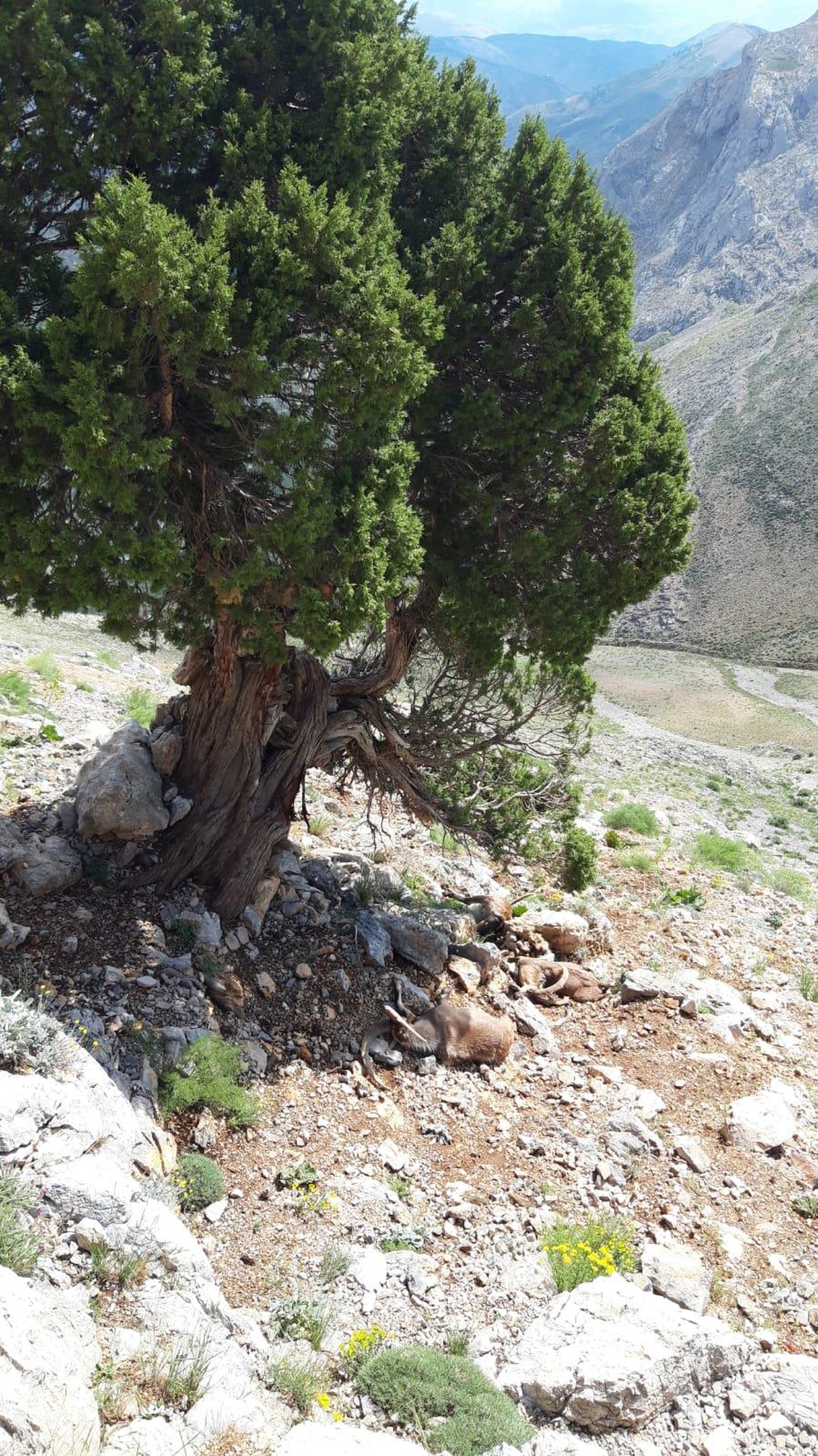 Adıyaman\'da yıldırım isabet eden 3 dağ keçisi telef oldu