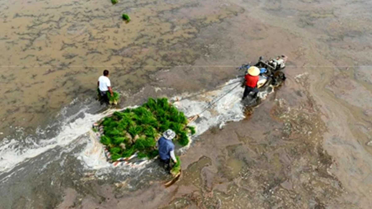 Çin\'de Pirinç Fidesi Taşıyan Çiftçiler