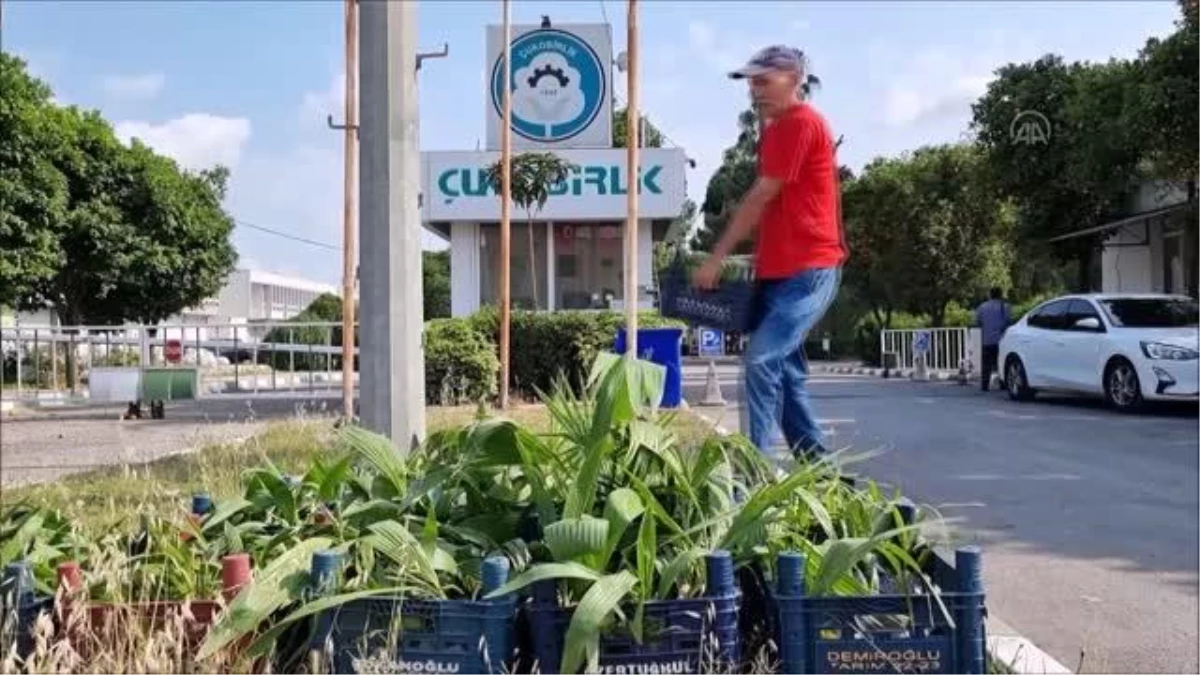 Çukobirlik ücretsiz palmiye fidesi dağıtıyor