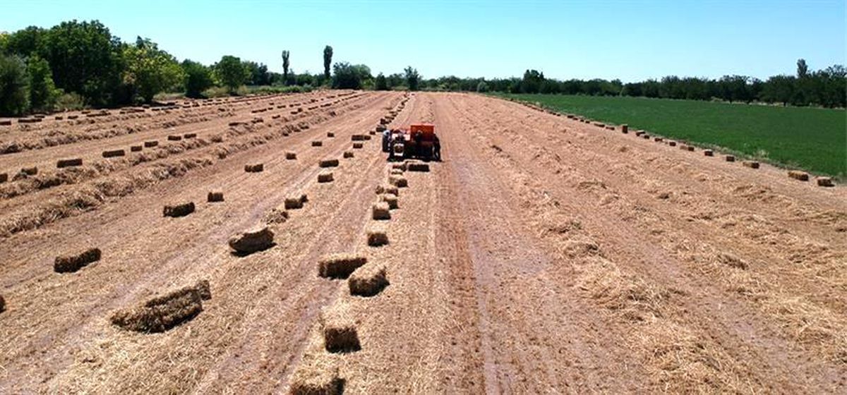 Dörtlü karışım yem bitkisinden üstün verim alındı