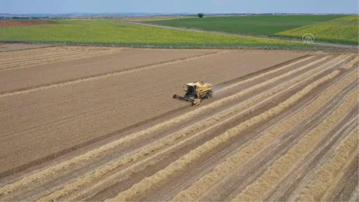 Edirne\'de hasadına başlanan buğdayın rekoltesi yüz güldürüyor