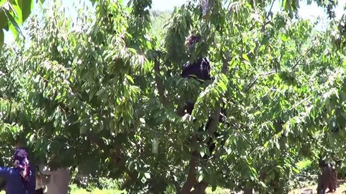GAZİANTEP - Amanos Dağları'nda kiraz hasadı başladı