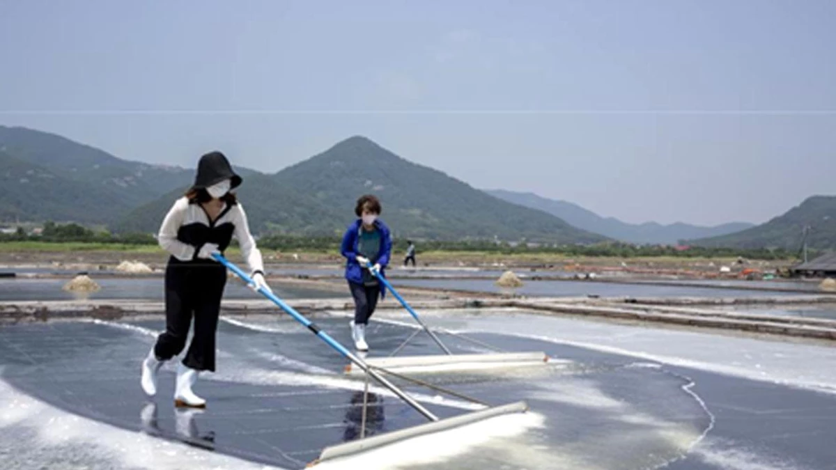 Güney Kore\'de Geleneksel Yöntemlerle Tuz Üretimi