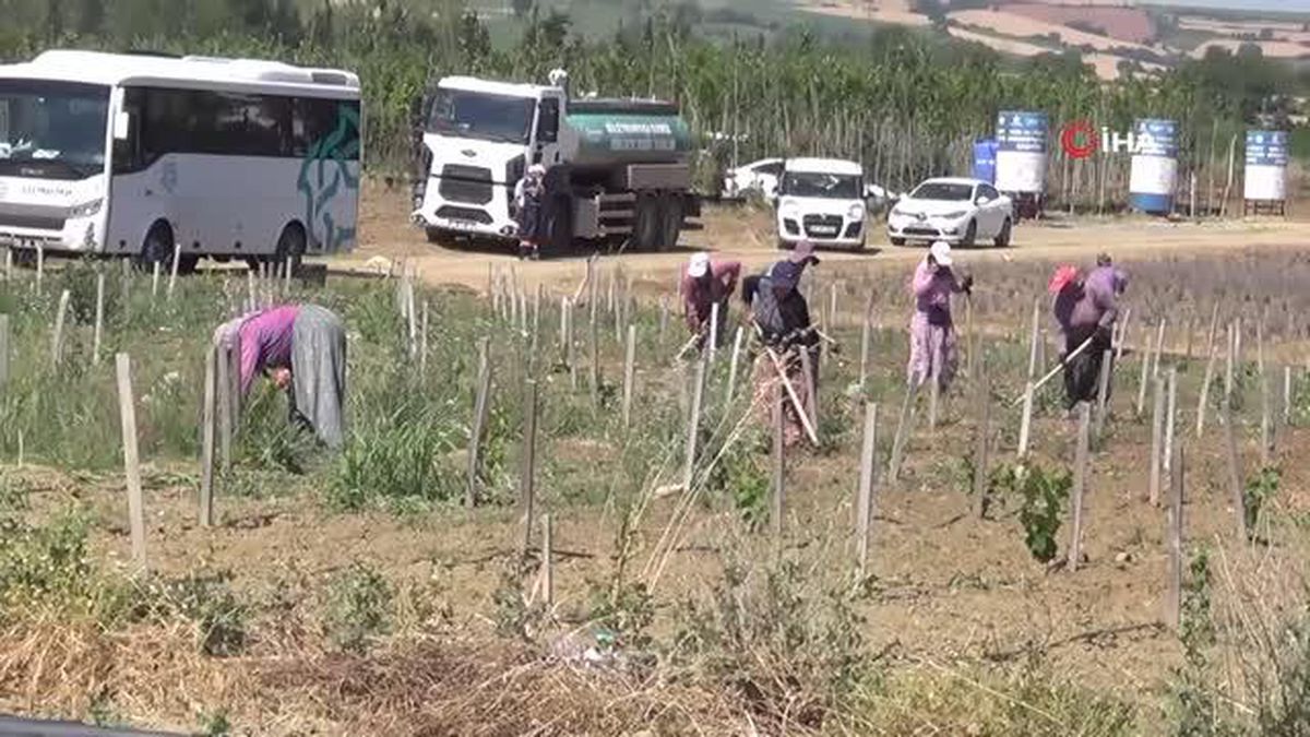 Kent ekonomisine büyük katkı: Tohumdan ağaca kadar her şeyi belediye üretiyor