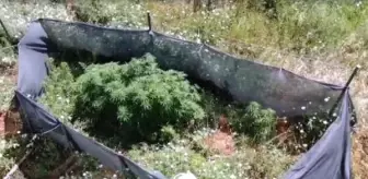 Kırklareli'de Hint kenevirleri havadan tespit edildi: 2 gözaltı