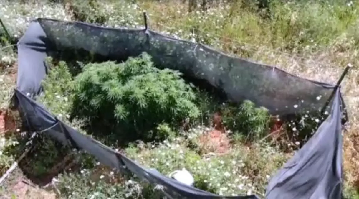 Kırklareli'de Hint kenevirleri havadan tespit edildi: 2 gözaltı