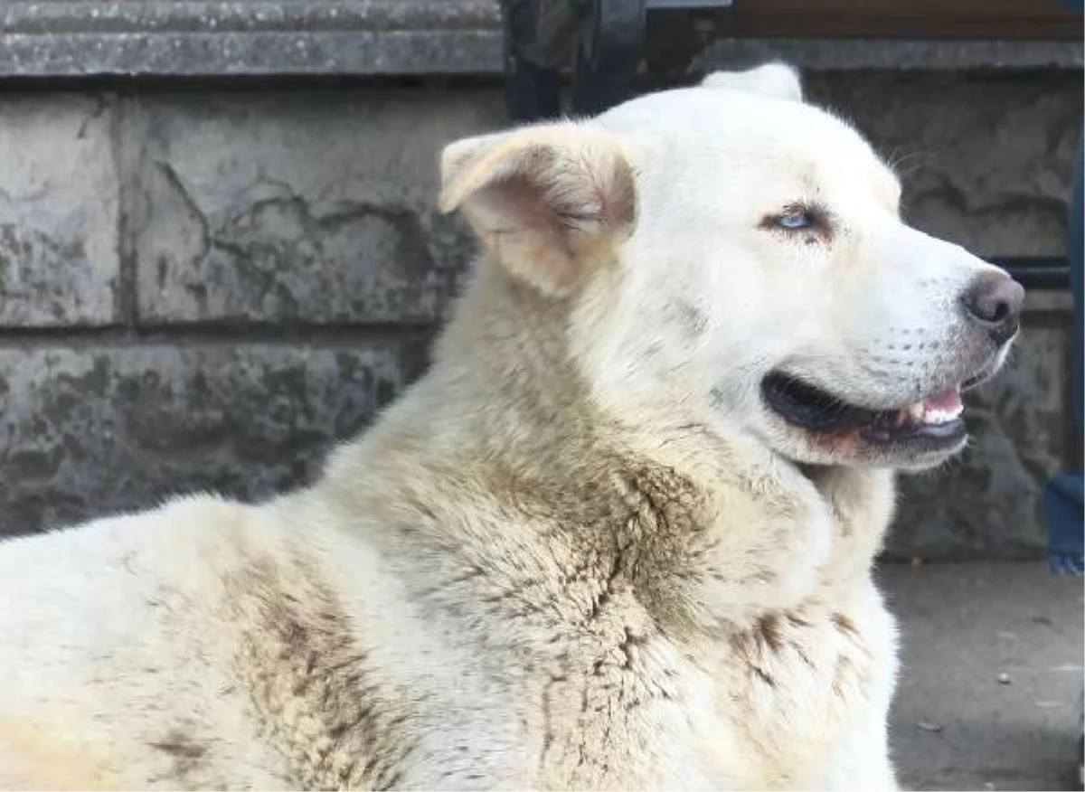 Köpeği denize atanlara tepki gösterince darbedildi