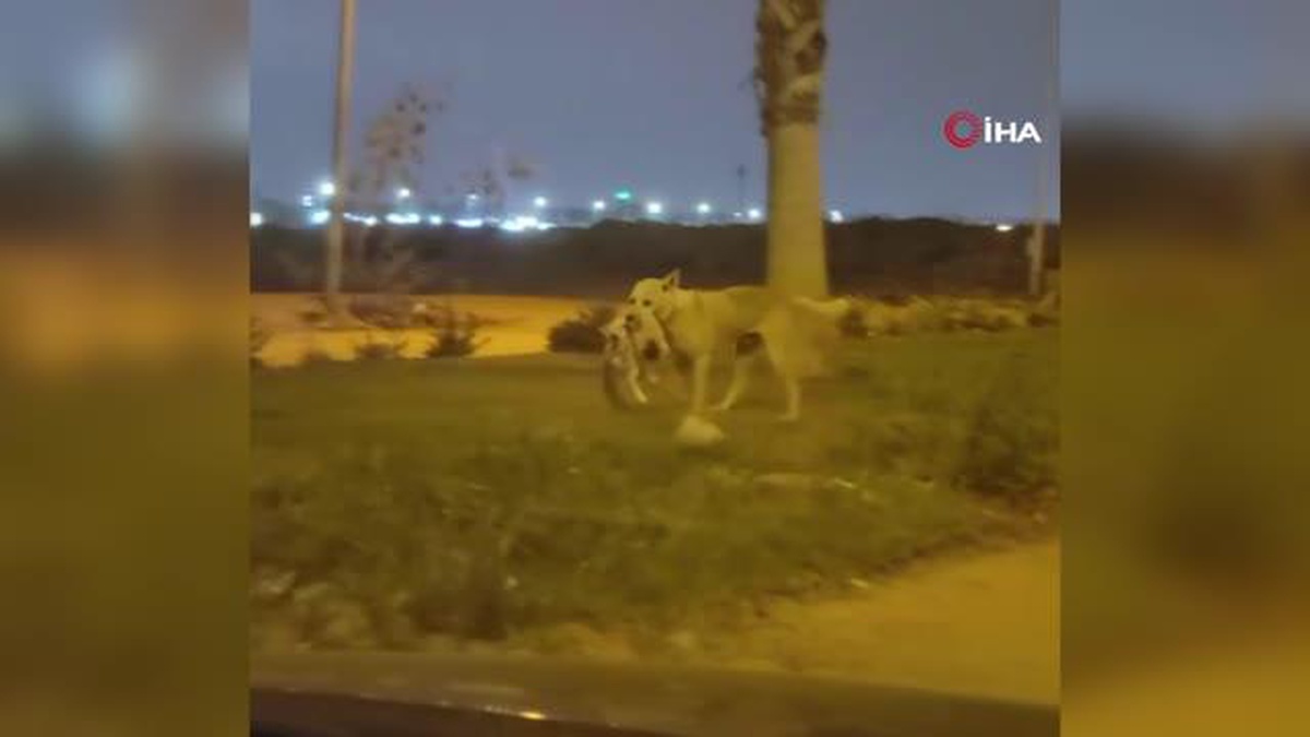 Köpek yol ortasındaki ölü kediyi taşıyarak gömdü, o anlar kameraya yansıdı