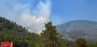 Son dakika haberi! Köyceğiz'de de orman yangını (2)