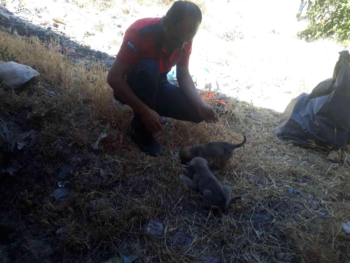 Son dakika haberi! Mardin\'de kuyuya düşen yavru köpekler itfaiye ekipleri tarafından kurtarıldı