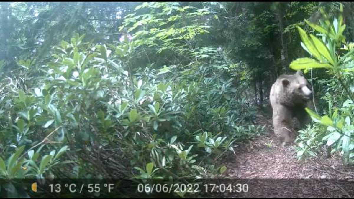Son dakika haber | Mikdat Hoca'nın evine dadanan bozayılar kamerada