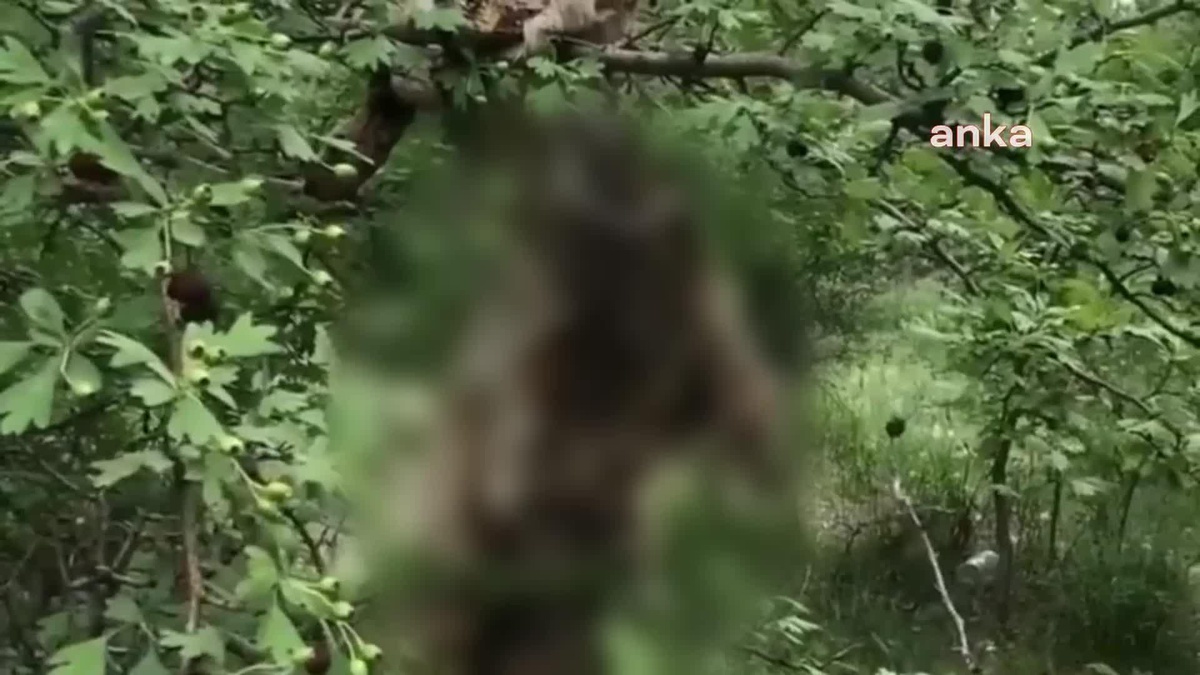 Son dakika yerel: Niğde\'de Bir Sokak Köpeği Ağaca Asılarak Öldürüldü