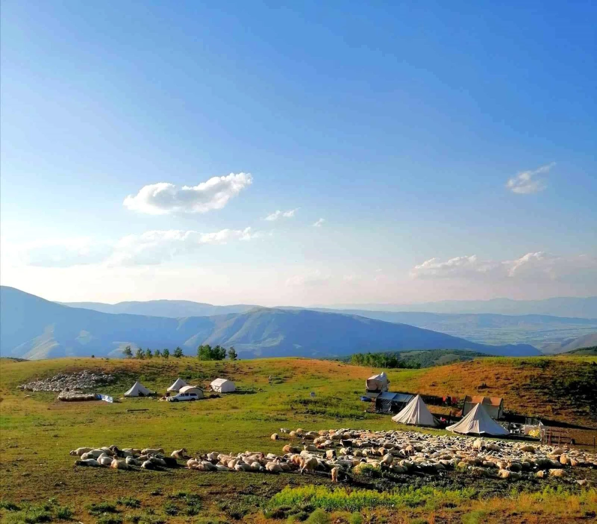 Tunceli\'de 3 bin 500 rakımda koyun kırkma mesaisi