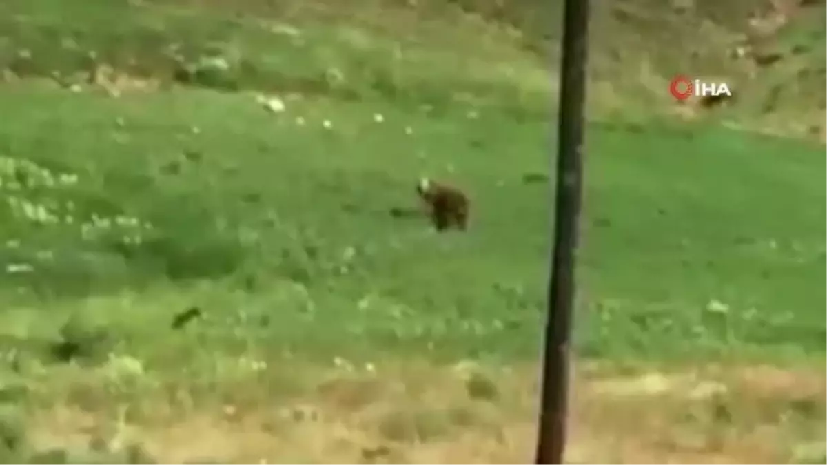 Aç kalan ayı ve yavruları ilçe merkezine indi