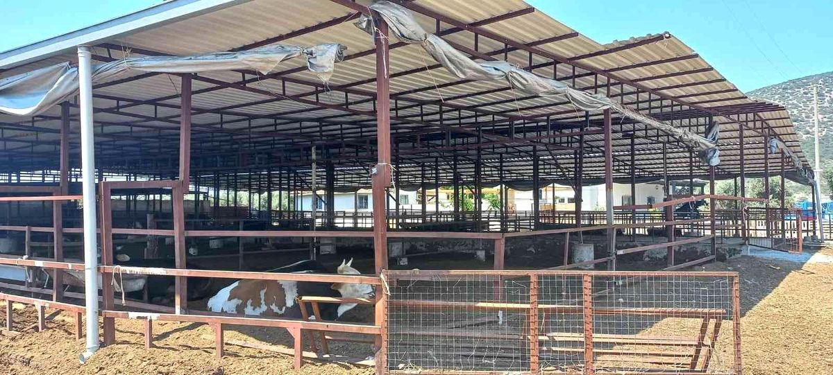 Didim\'de hayvan hırsızlığına karışan şahıslar Afyon\'da yakalandı