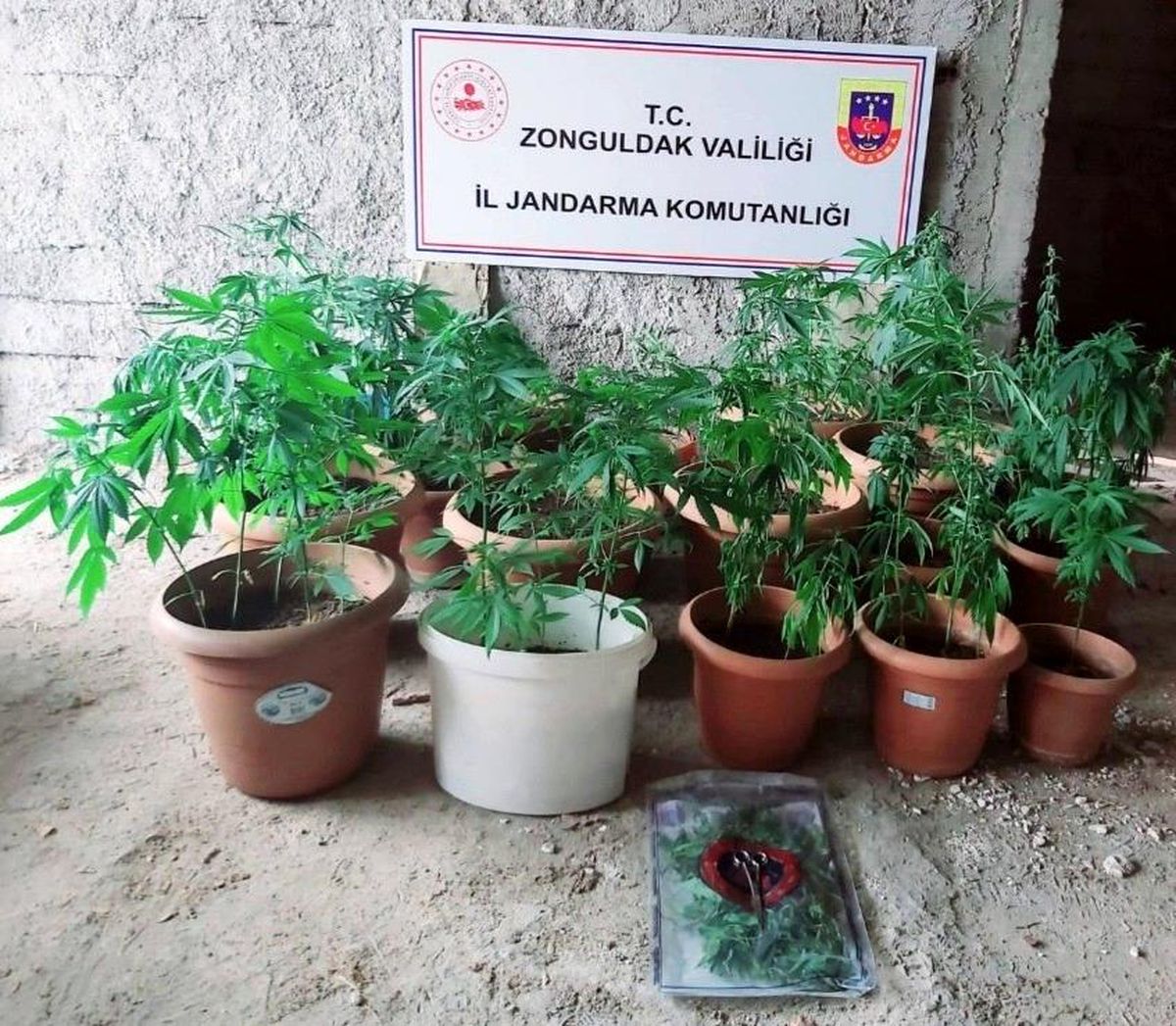 Son dakika! Jandarmadan kenevir operasyonu: 2 gözaltı