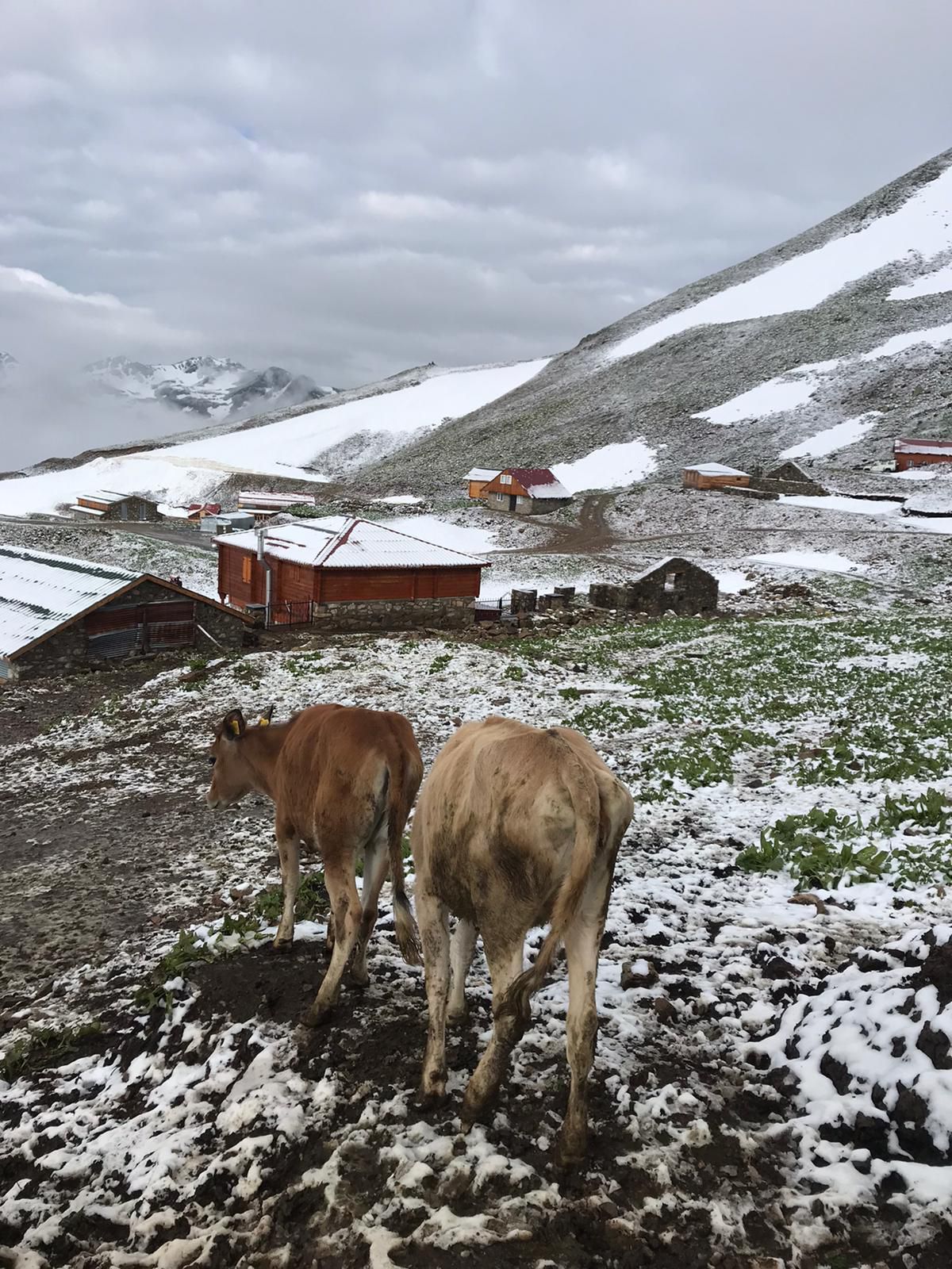 Rize\'de 3 bin 200 rakımlı yaylaya kar yağdı
