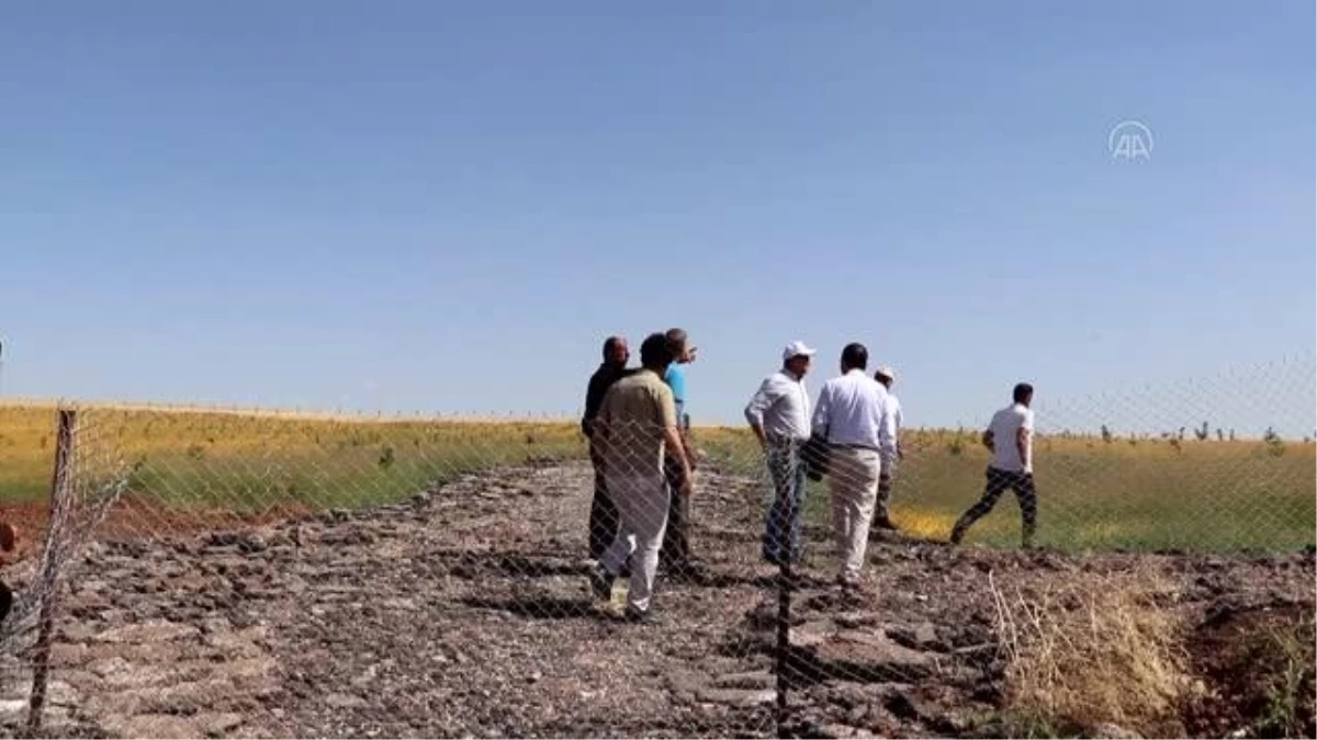 Siirt fıstığında verim kaybının önlenmesi için ağaçlar aşılandı