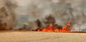 Tekirdağ'da 300 dönüm buğday tarlası alev alev yandı