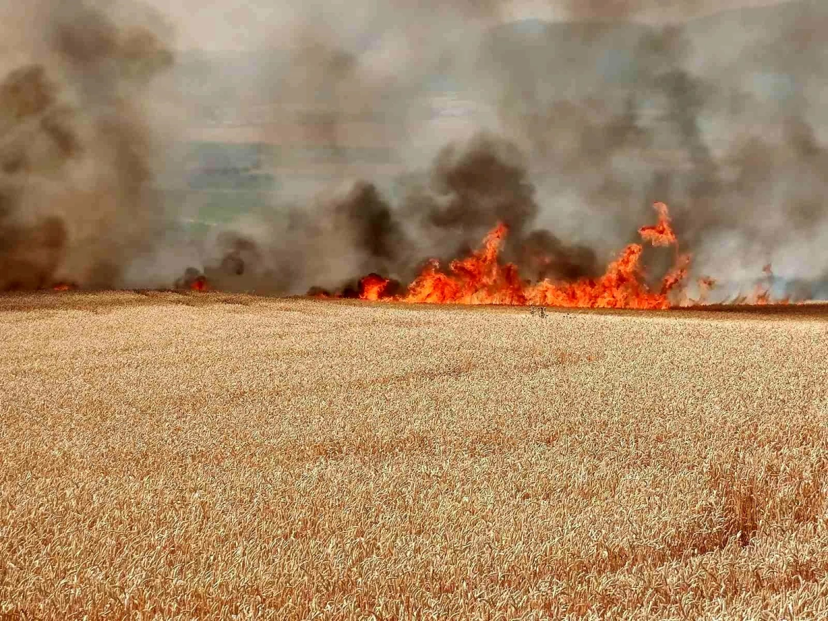 Tekirdağ\'da 300 dönüm buğday tarlası alev alev yandı