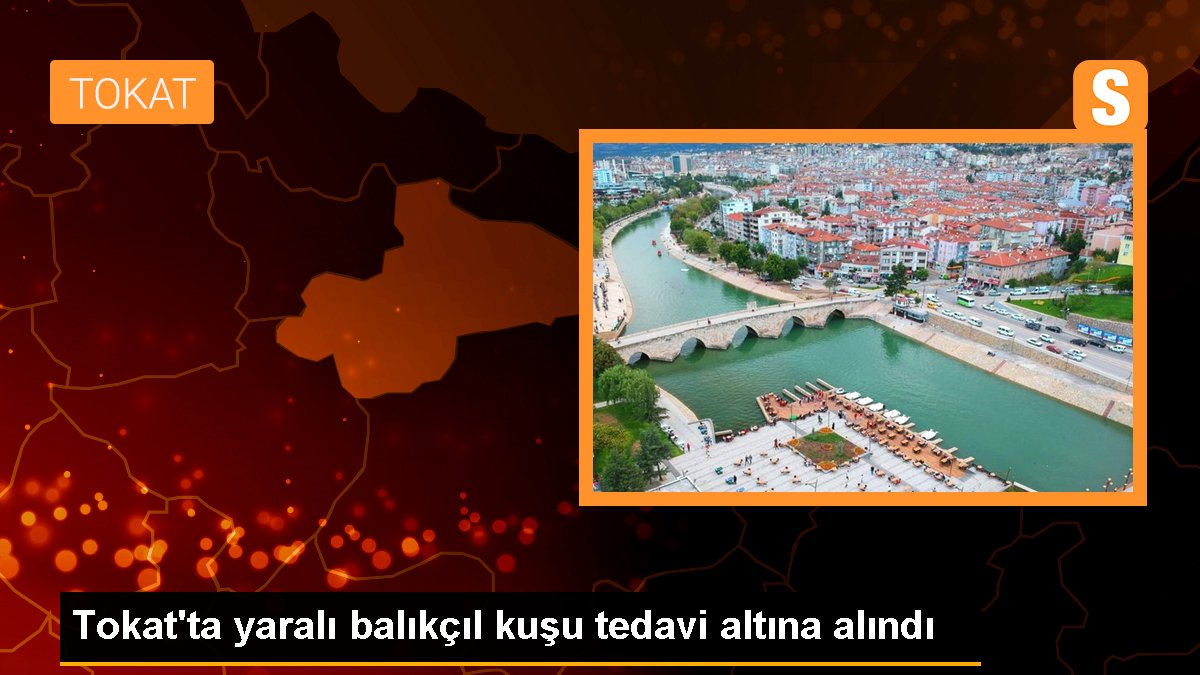 Son dakika haber! Tokat\'ta yaralı balıkçıl kuşu tedavi altına alındı