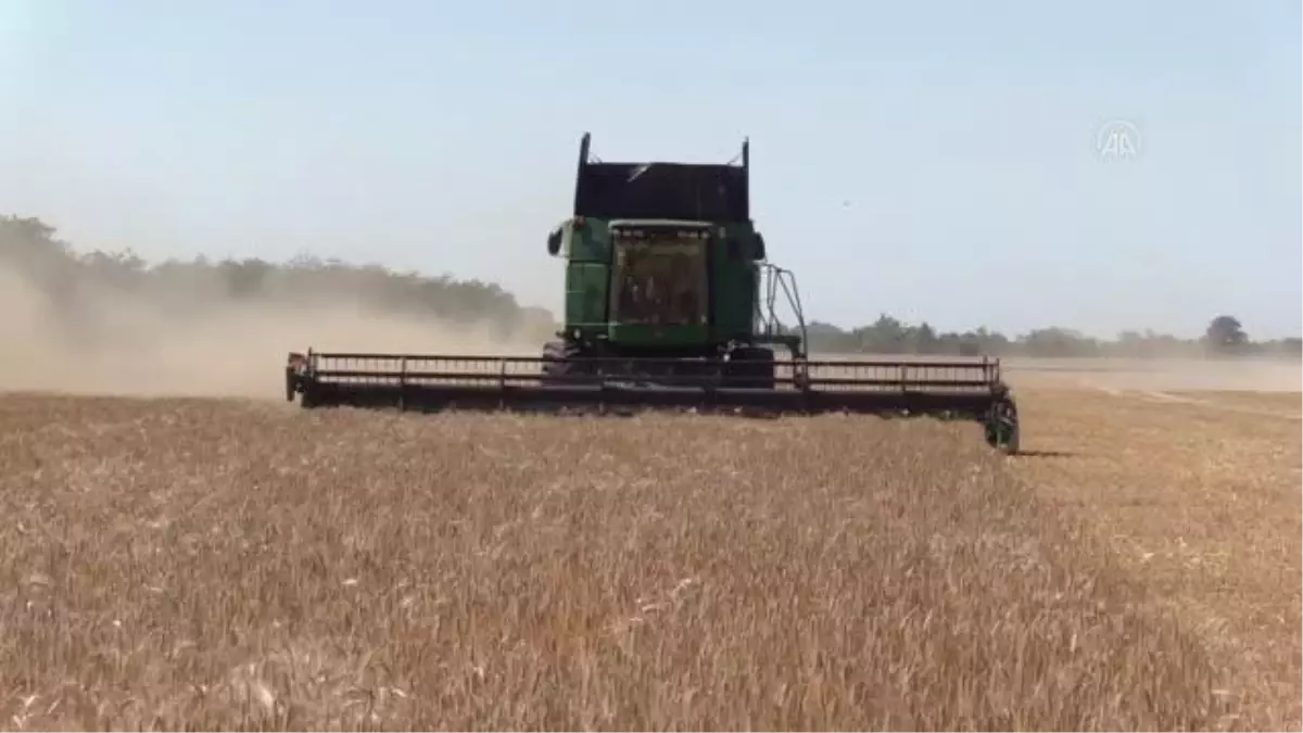 Ukrayna'daki tahıl krizi