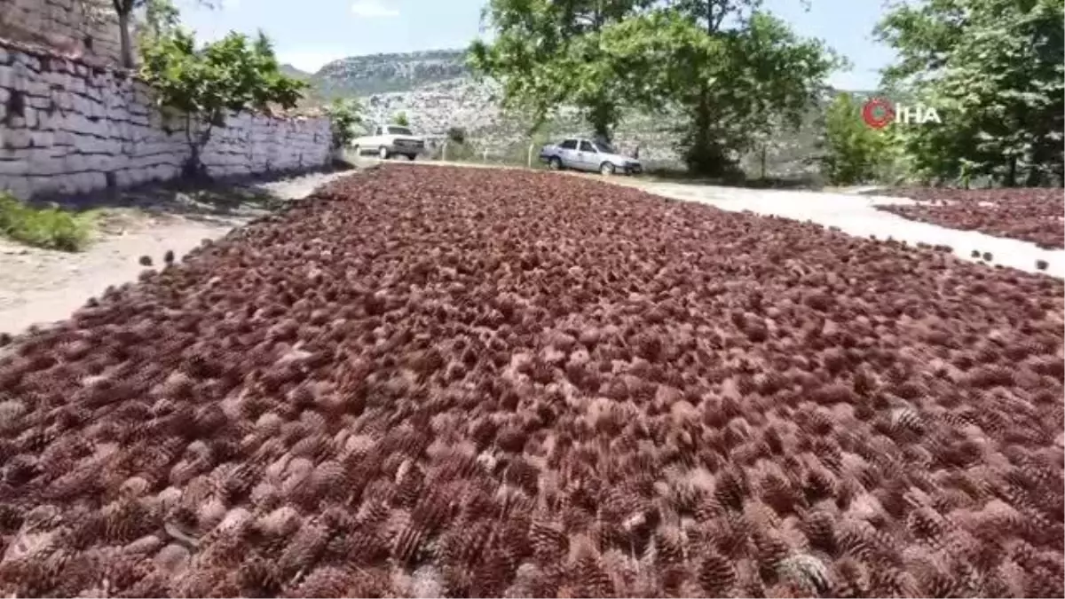 Son dakika haberleri... Adana\'da tohumlardan çıkan çam filizleri yangının izlerini silmeye başladı