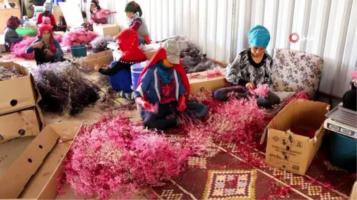 Adanalı girişimci, kuru çiçekte ithalatı ihracata çevirdi