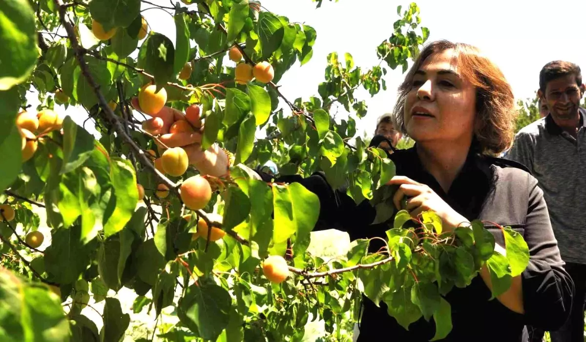 AK Parti\'li Yılmaz: "Mut kayısısında bu yıl 110 bin tondan fazla rekolte gerçekleşti"