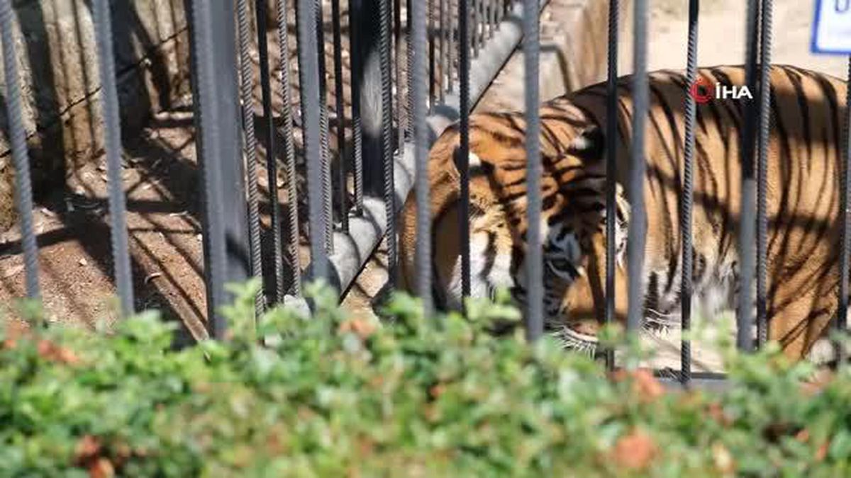 Bengal kaplanı 'Nazlı' Tarsus Doğa Parkı'nda