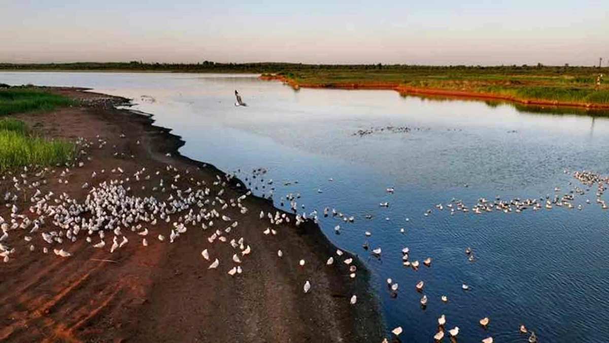 Çin\'in Hongjiannao Ulusal Doğa Koruma Alanı\'nda Bir Kuş Adası