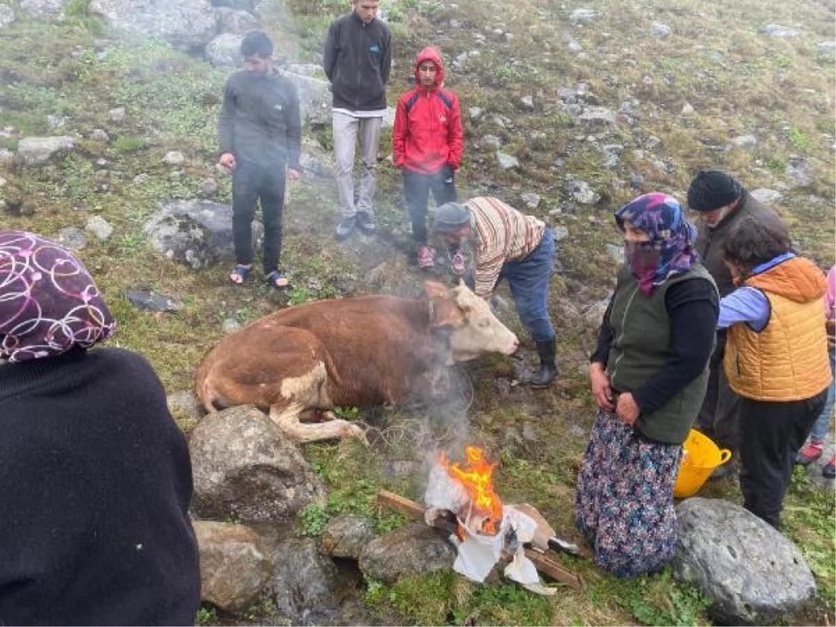 Son Dakika | Dereye düşen inek kurtarıldı, yakılan ateşle ısıtıldı