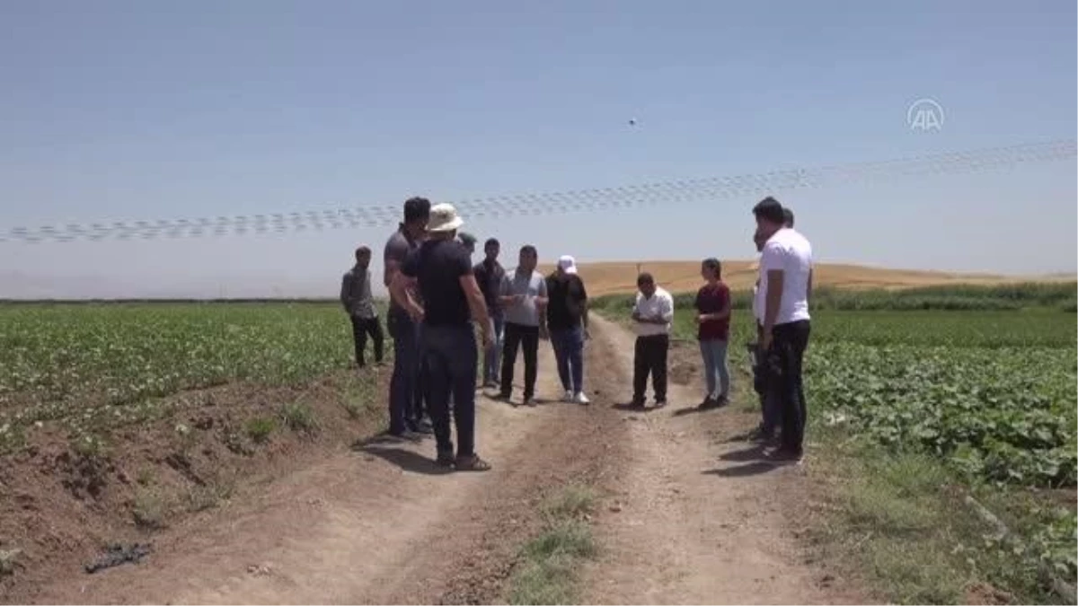 Irak sınırındaki çorak araziler sebze ve meyve bahçesine dönüştü